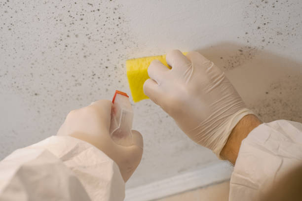Biohazard Mold Removal in East Bakersfield, CA
