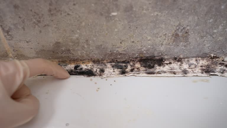 Best Airborne Mold Testing  in East Bakersfield, CA